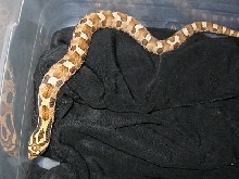 c.b. 11 Eastern Hognose