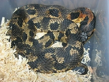 Adult Female Orange Eastern Hog