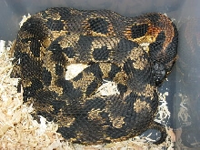 Adult Female Orange Eastern Hog