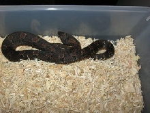 Male Adult Orange Eastern Hog