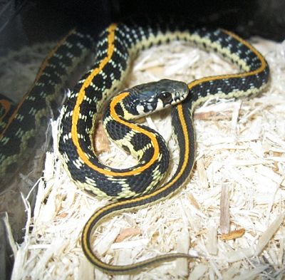 Baby Eastern Blackneck Garter (3 mos.)