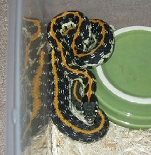 2011 captive-bred mom