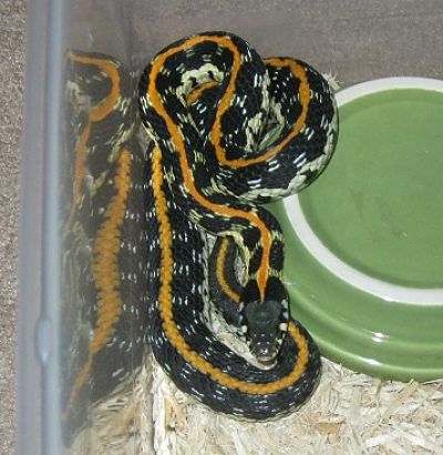 2011 captive-bred mom
