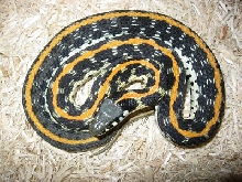 2011 captive-bred male (father) Eastern Blackneck Garter