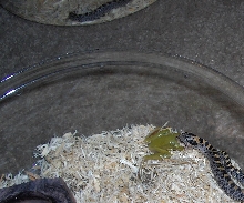 Southern hognose eating a f/t green tree frog