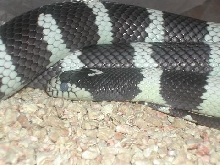 pre-shedding