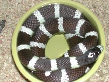 Vin in his water bowl