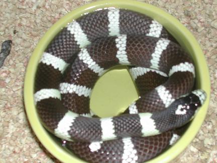Vin in his water bowl