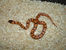 05 Female Thayeri