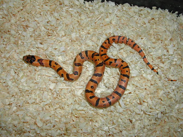 05 Female Thayeri