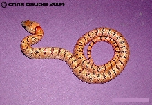 2004 female Thayeri