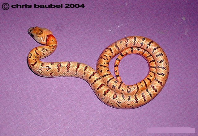 2004 female Thayeri