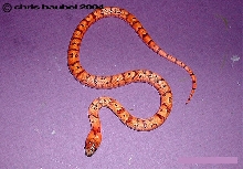 2004 Male Thayeri