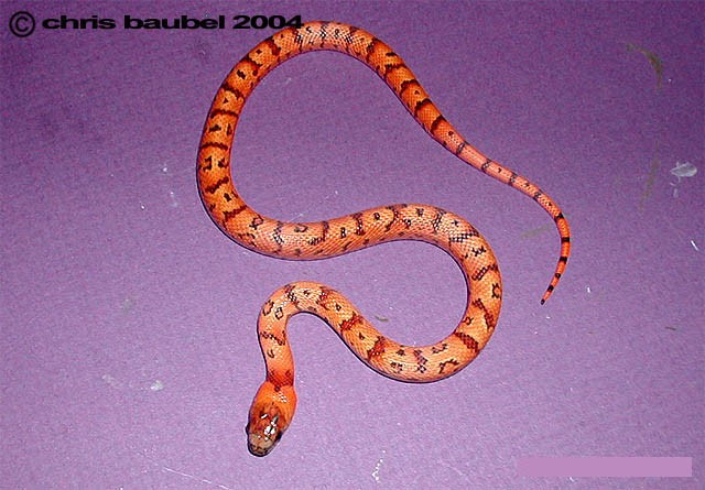 2004 Male Thayeri