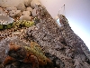 uros n beardies