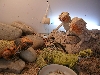 uros n beardies