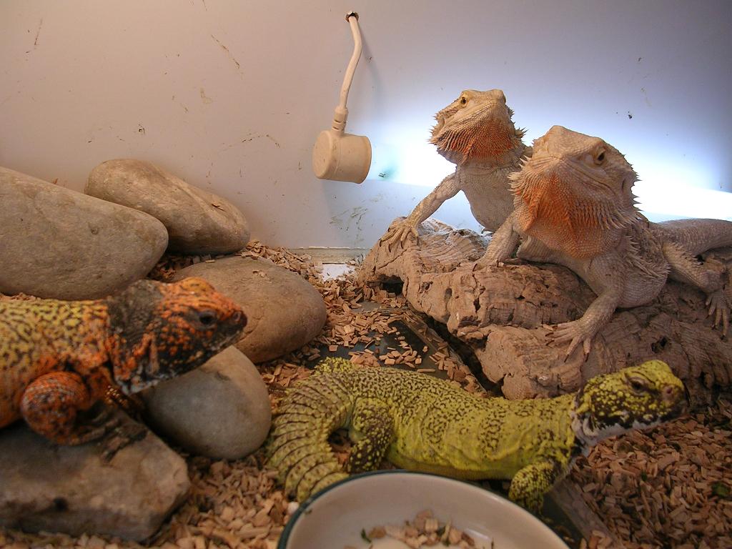 uros n beardies