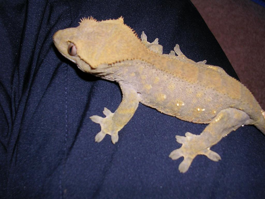 crestie