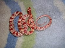 amel