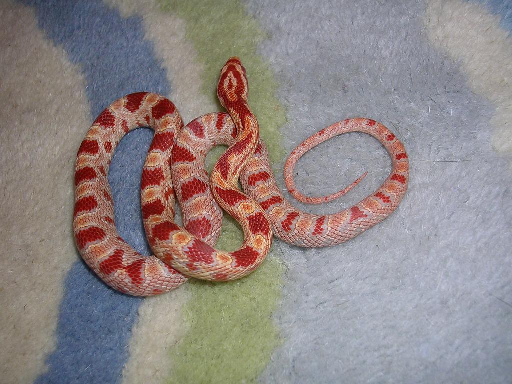 amel