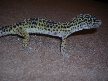 leo