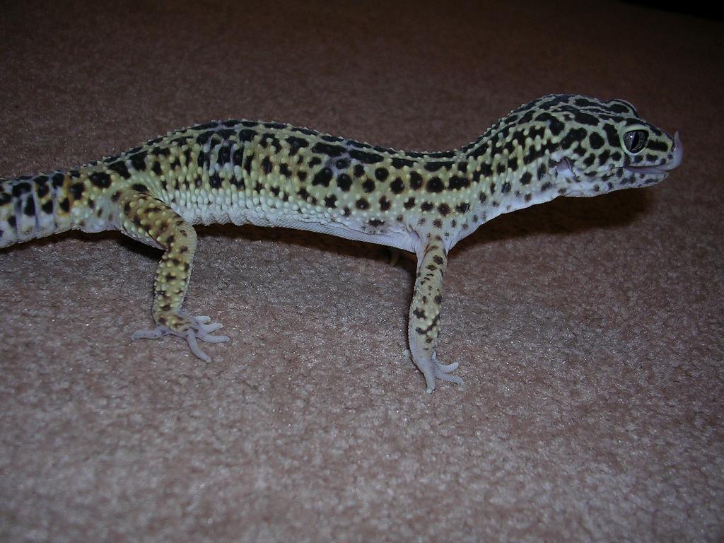 leo