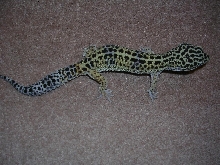 male leo