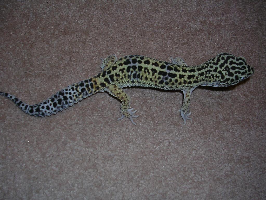 male leo