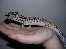 leopard