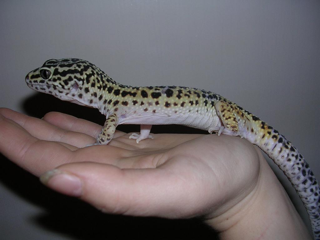 leopard