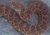 C. v. viridis