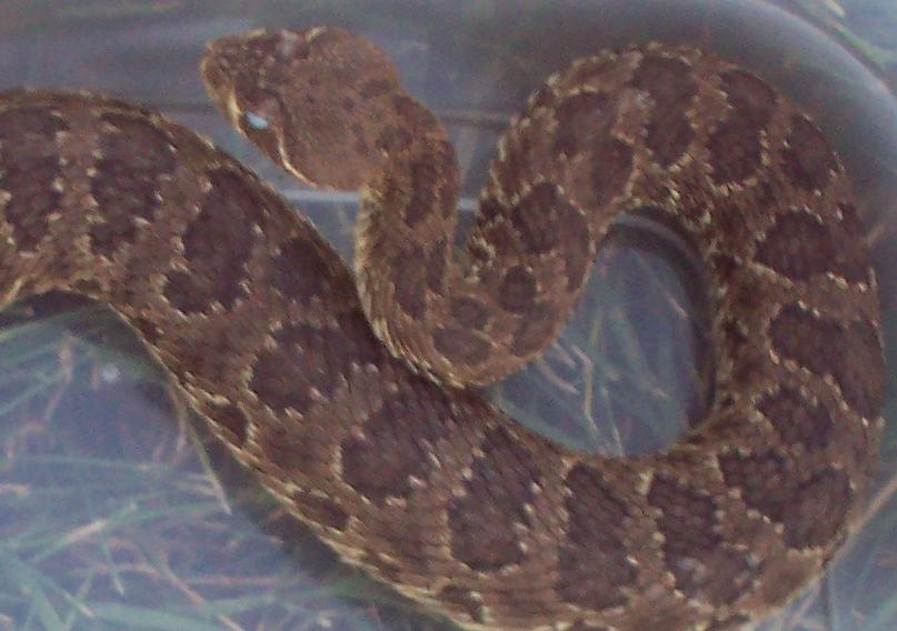 C. v. viridis