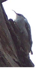 brown creeper
