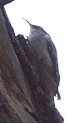 brown creeper