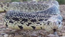 bullsnake