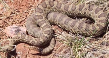 C. viridis viridis