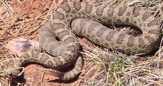C. viridis viridis