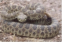 C. Viridis