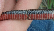 recaptured redbelly