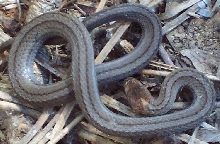 black hills redbelly