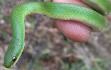 smooth green