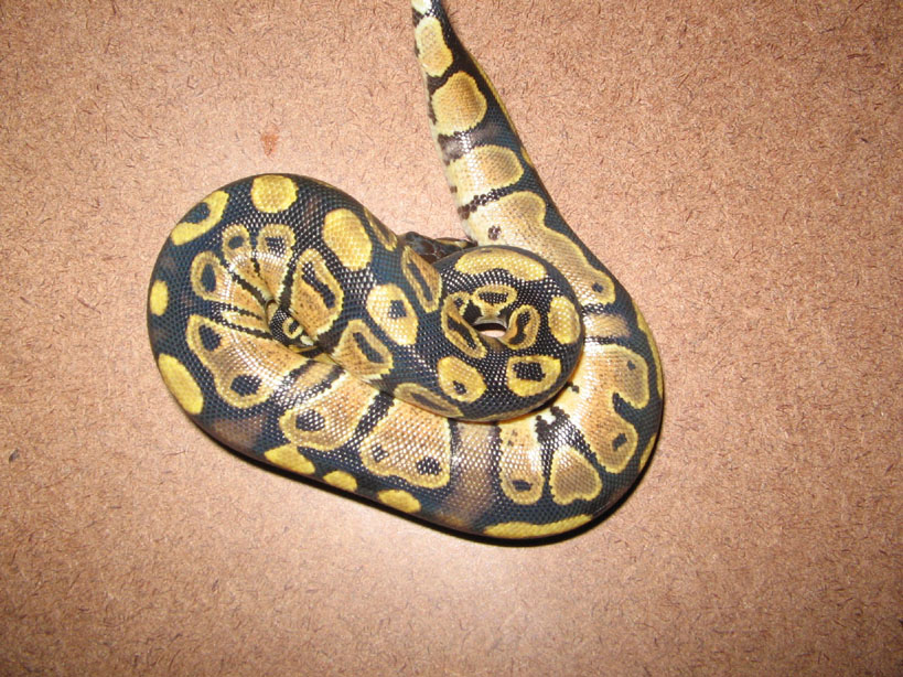 CH05HighYellow