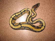 CH05PartialStripe