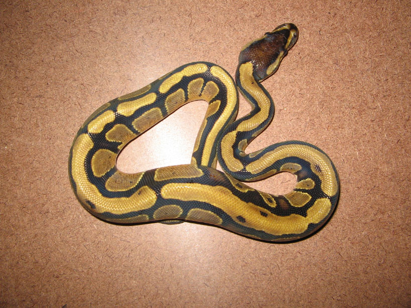 CH05PartialStripe