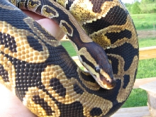 Halloween at 1100 grams