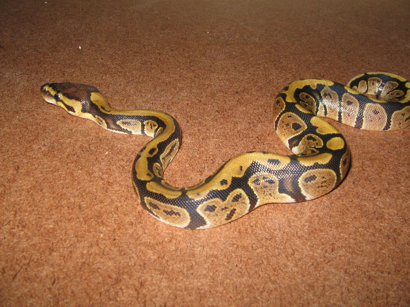 CH05Granite