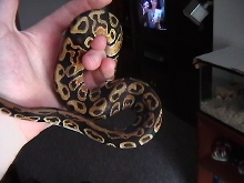 What Morph?
