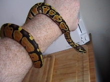 Female Pastel