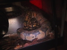 Pastel in Shed
