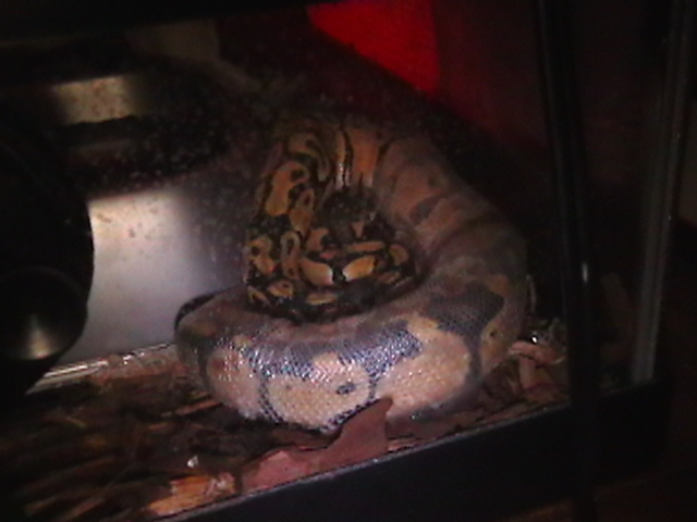 Pastel in Shed